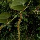 Image of Dioscorea arcuatinervis Hochr.