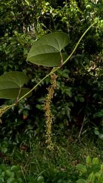 Dioscorea arcuatinervis Hochr.的圖片