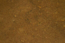 Image of Black-spotted corydoras