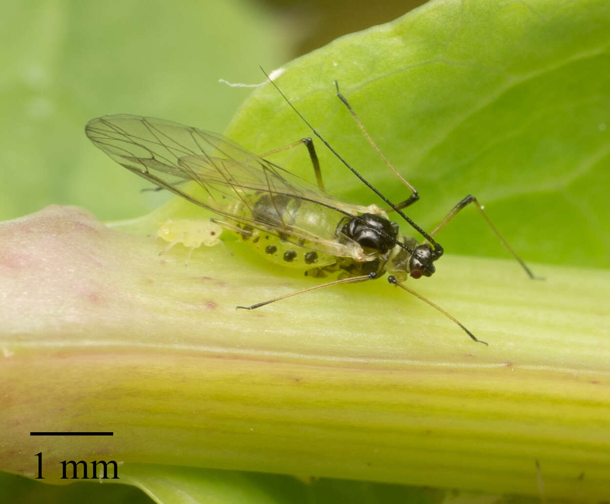 Image of Blackcurrant--Sowthistle Aphid