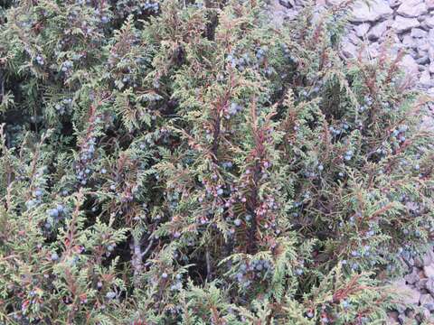 Image of Juniperus monticola subsp. compacta