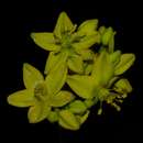 Image of Haplophyllum linifolium subsp. africanum C. C. Townsend