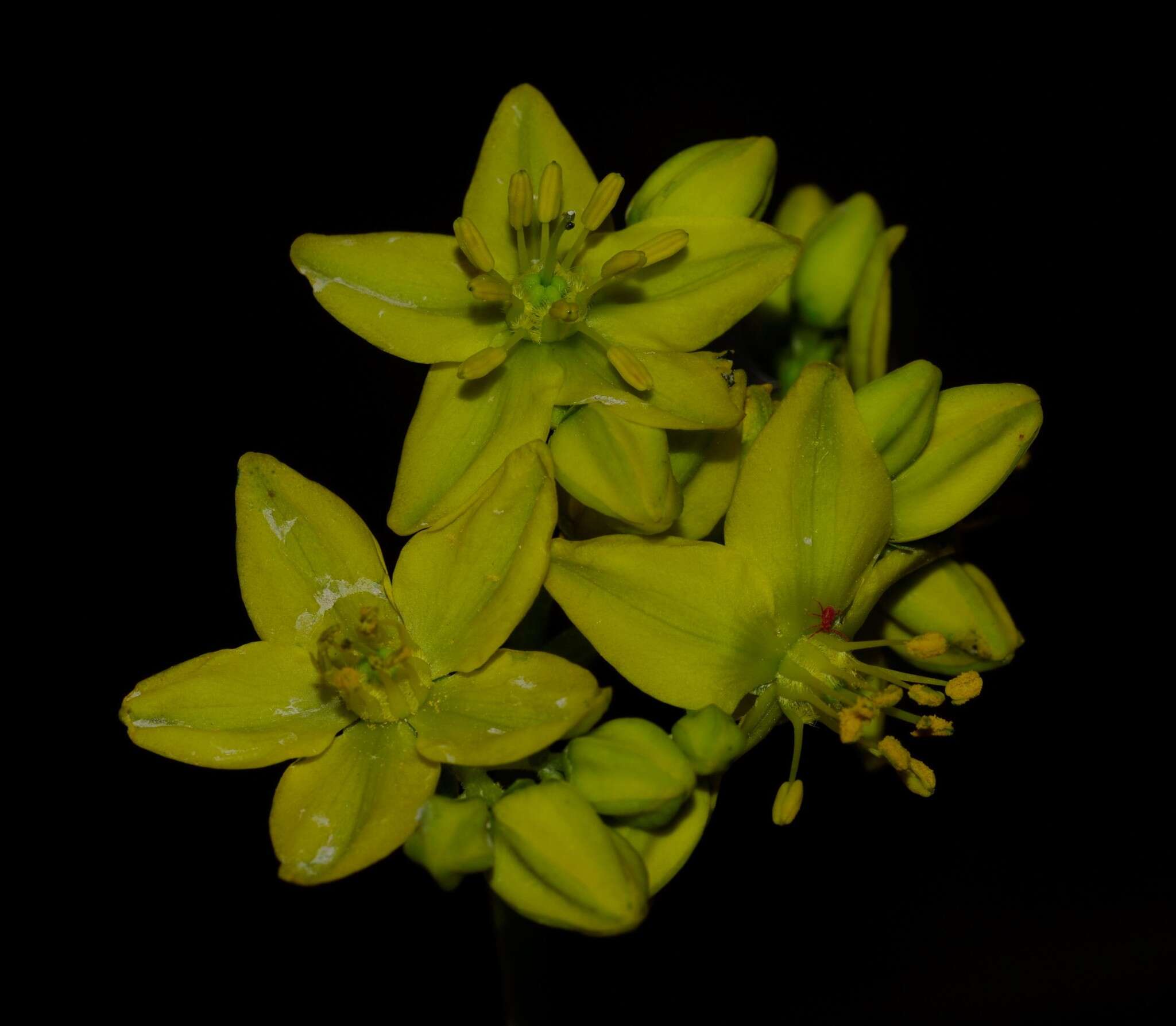 Image of Haplophyllum linifolium subsp. africanum C. C. Townsend