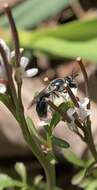 Lasioglossum coeruleum (Robertson 1893) resmi