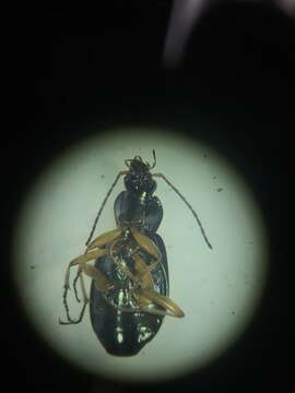 Image of Agonum (Olisares) errans (Say 1823)