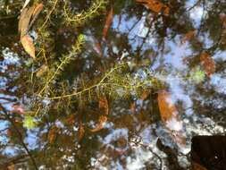 Image de Utricularia aurea Lour.