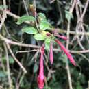 Image of Fuchsia crassistipula P. E. Berry