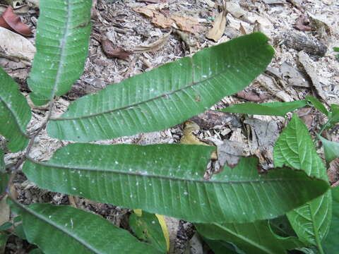 Image of Goniopteris rhachiflexuosa (Riba) Salino & T. E. Almeida