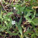 Image of Stellaria media subsp. media