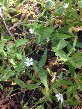 Image of Stellaria media subsp. media