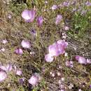 Image de Clarkia cylindrica subsp. clavicarpa W. S. Davis