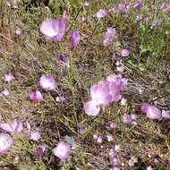 Plancia ëd Clarkia cylindrica subsp. clavicarpa W. S. Davis