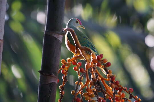 Image of Rose-crowned Fruit Dove