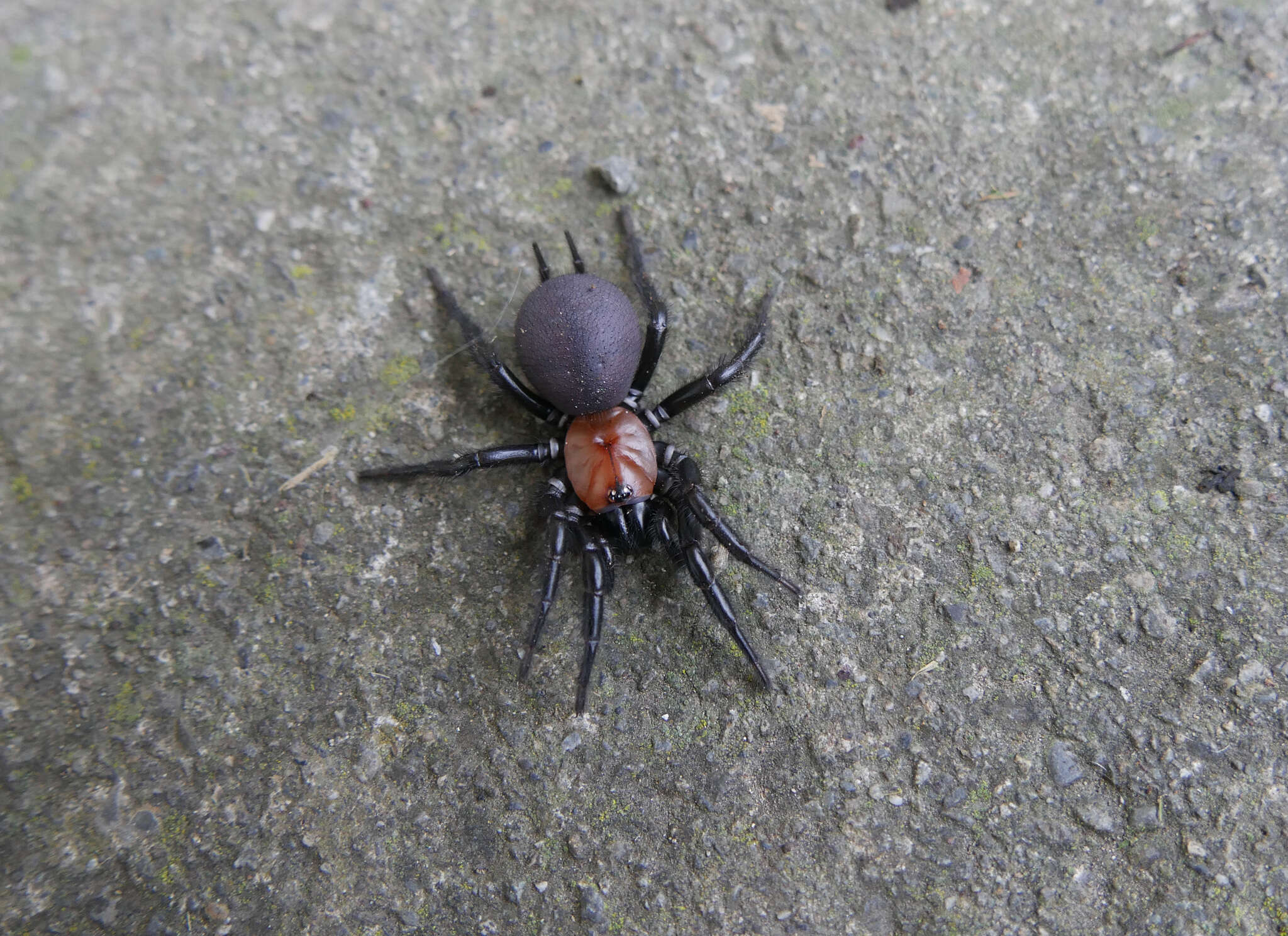 Image of Black tunnelweb