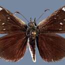 Image of Hesperopsis libya confertiblanca Scott 1992