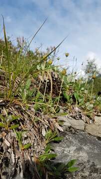 Image of Dryas octopetala subsp. oxyodonta (Juz.) Hult.