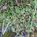 صورة Marchantia polymorpha subsp. montivagans Bischl. & Boissel.-Dub.