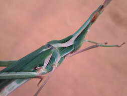 Image of Acrida acuminata Stål 1873