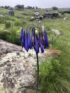 Image of Agapanthus inapertus Beauverd