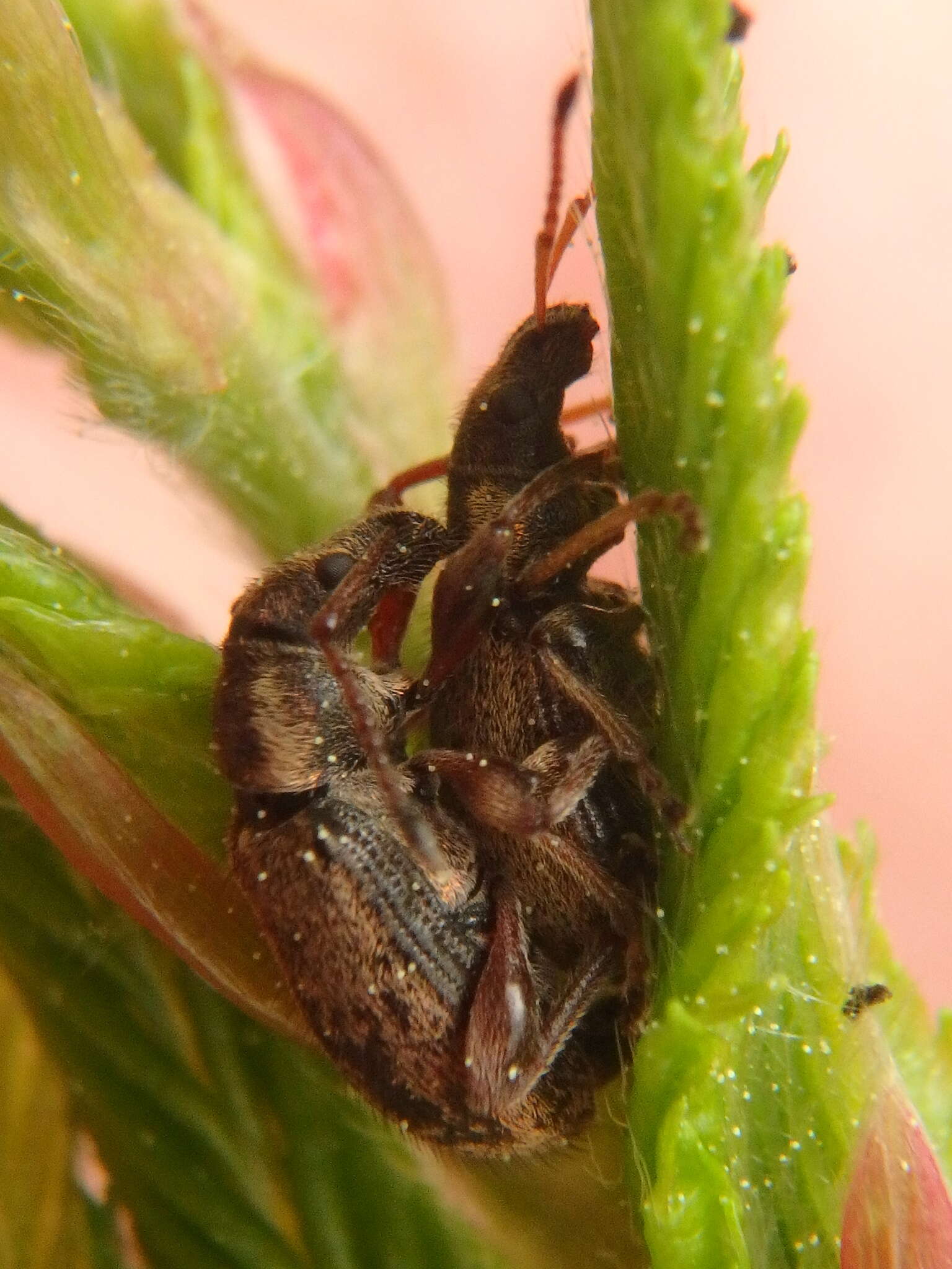 Plancia ëd Phyllobius (Pterygorrhynchus) contemptus Schoenherr 1832