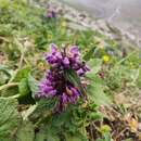 Image of Phlomoides bracteosa (Royle ex Benth.) Kamelin & Makhm.