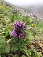 Image of Phlomoides bracteosa (Royle ex Benth.) Kamelin & Makhm.