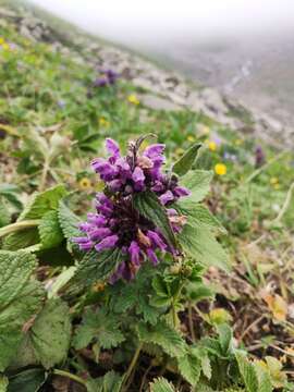 Image of Purple Mountain Torchwort
