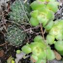 Image of Haworthia arachnoidea var. nigricans (Haw.) M. B. Bayer