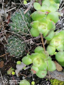 Слика од Haworthia arachnoidea var. nigricans (Haw.) M. B. Bayer