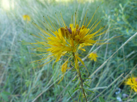 Image of Jones' Beeplant