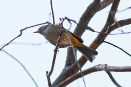 Image of Colima Warbler