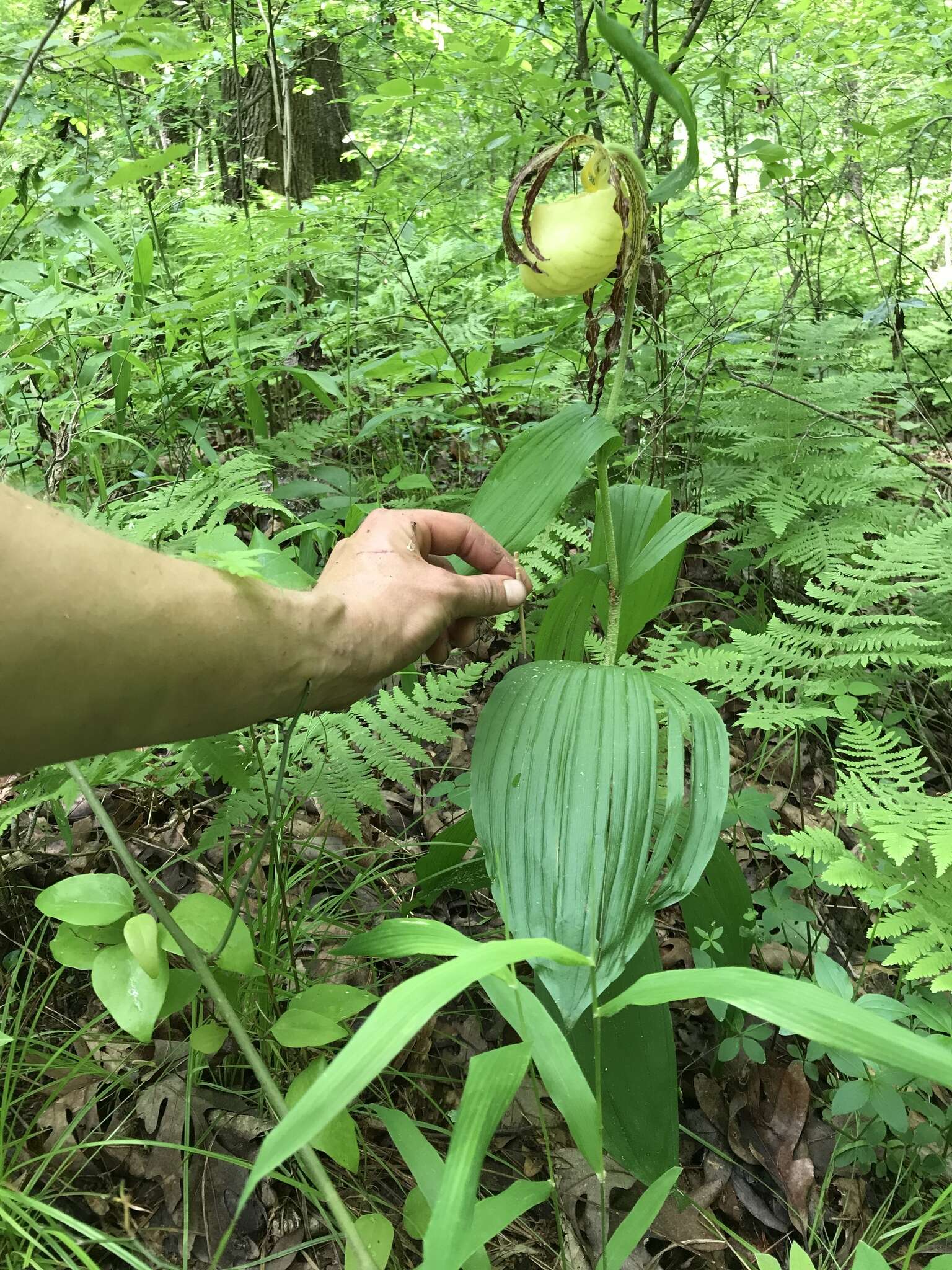 Image of Kentucky lady's slipper