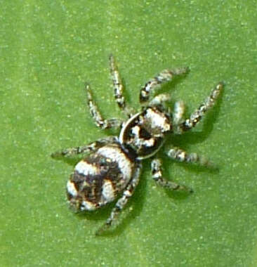 Image of Zebra spider