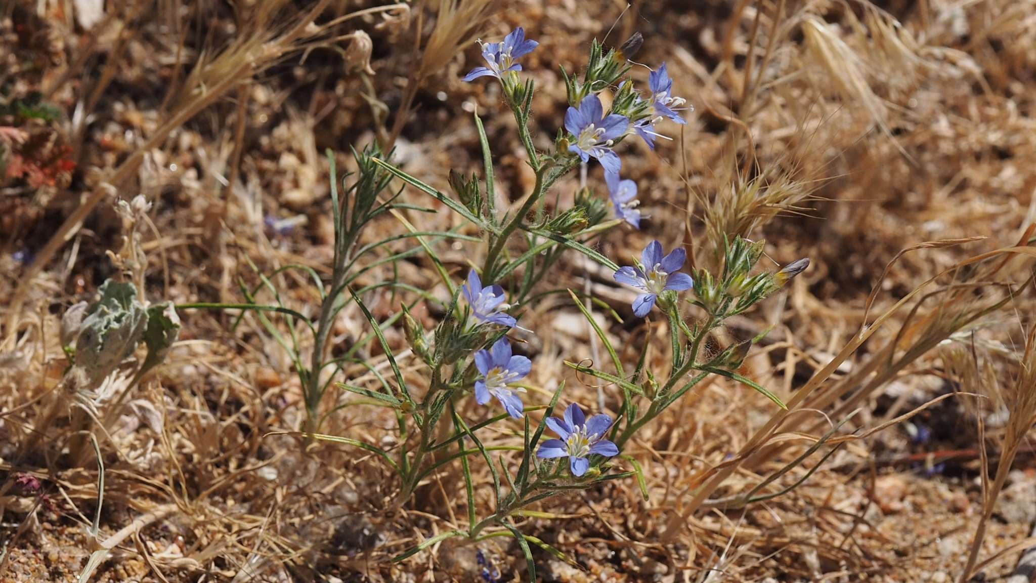 Imagem de Eriastrum sapphirinum subsp. dasyanthum (Brand) Mason