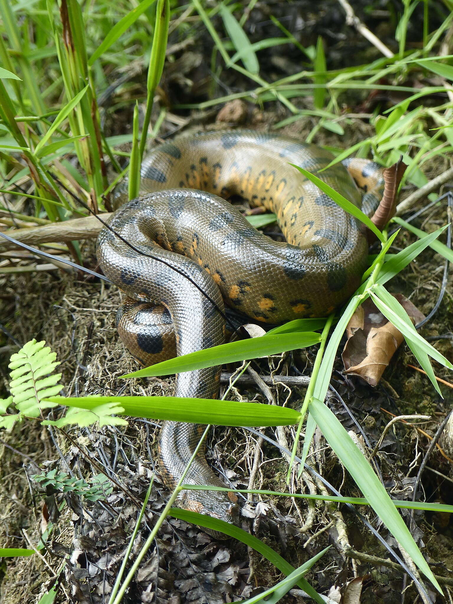 Image of Green anaconda