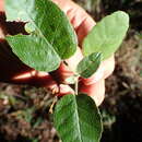 Image de Croton rivularis Müll. Arg.