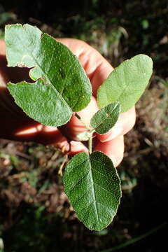 Image de Croton rivularis Müll. Arg.