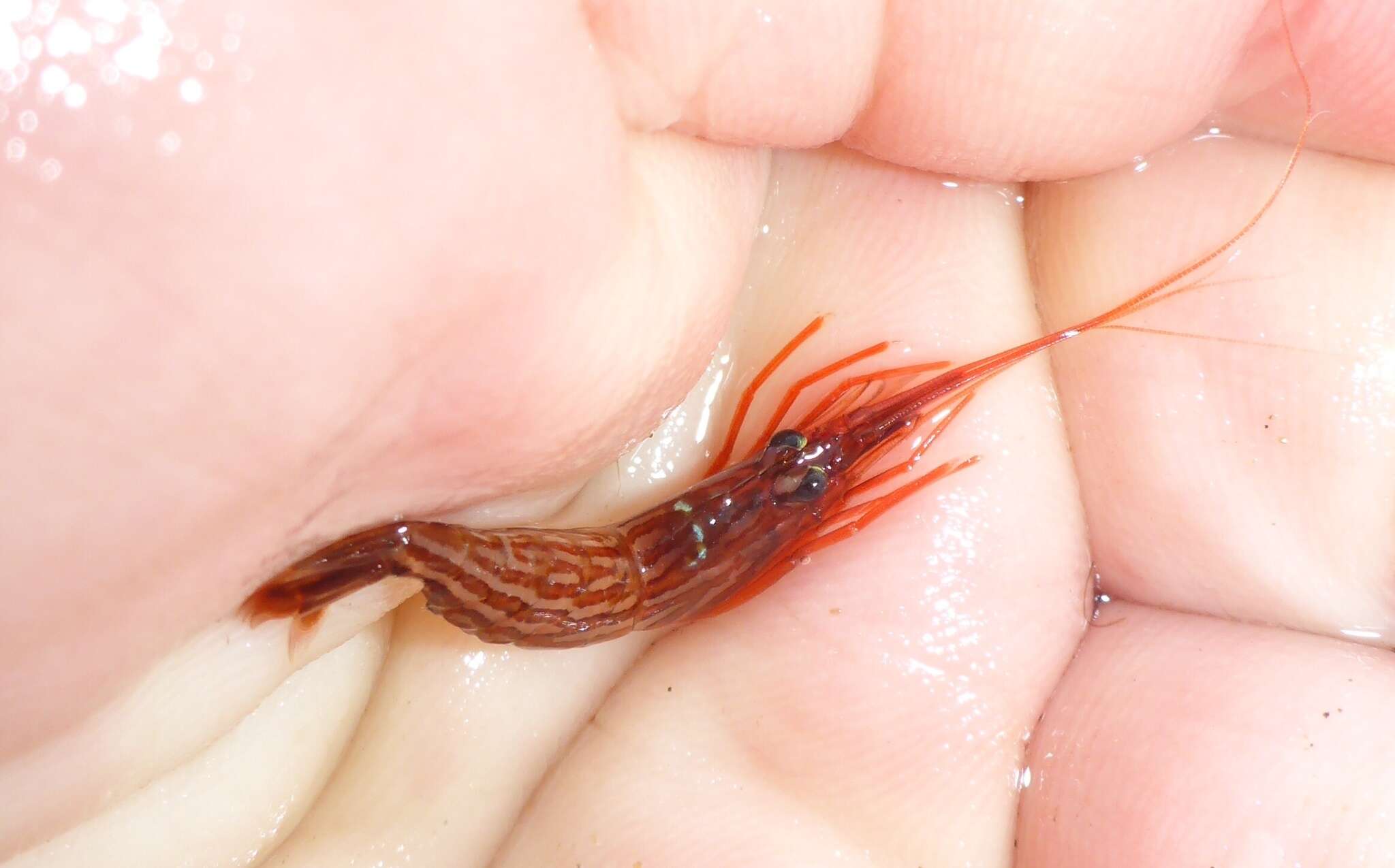 Image of red rock shrimp