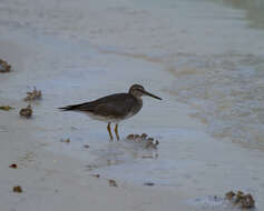 Image of Wandering (Alaskan) Tattler