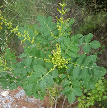 Image of Sicilian sumac