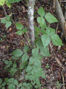 Image of Swartz's snoutbean