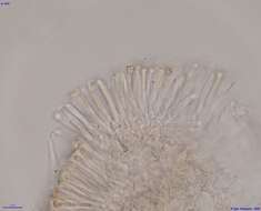 Image of Orbilia polybrocha
