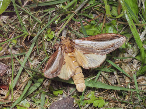 Image of Acmeshachia albifascia Moore 1879