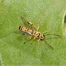 Image of Xanthopimpla rhopaloceros Krieger 1915