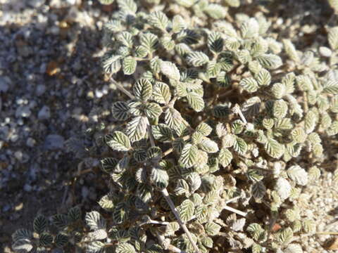 Image of fanleaf crinklemat