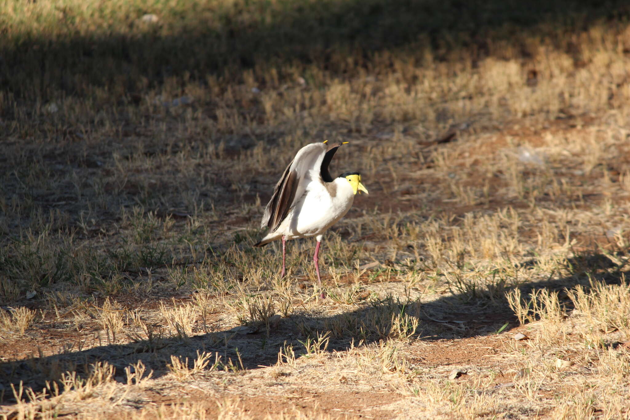 Image of Masked Lapwing