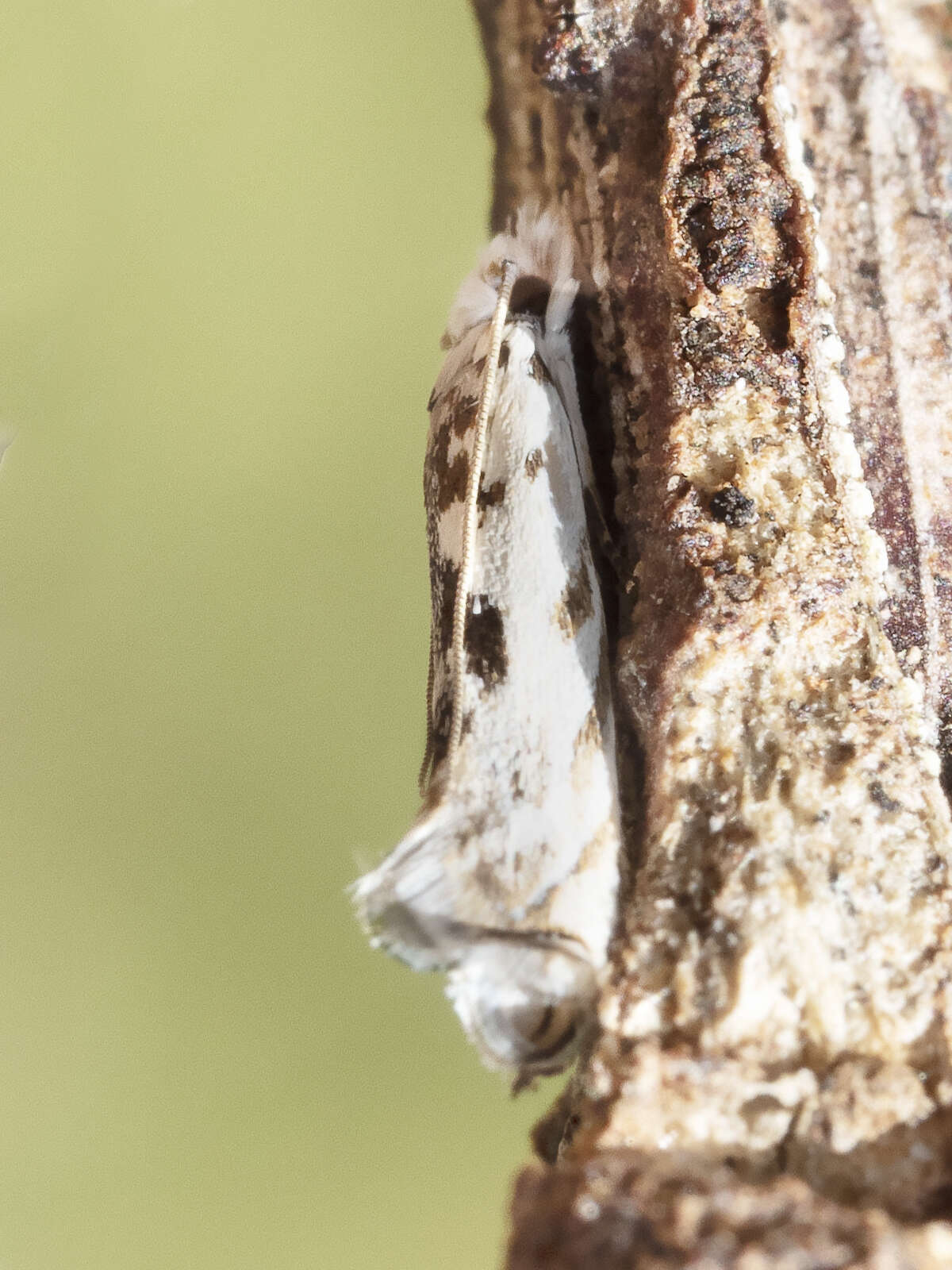 Image of Erechthias mystacinella (Walker 1864)