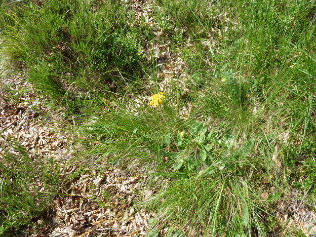 Image of mountain arnica