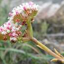 Image of <i>Crassula <i>subulata</i></i> var. subulata