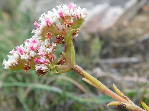 Image of Crassula subulata L.